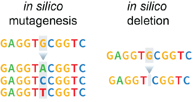 Left: sequence shift effect on pooling boundaries for DNA sequence. Right: augmentation strategies.